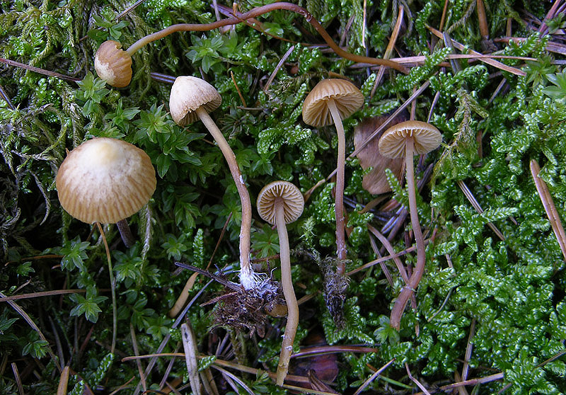 Galerina da determinare n33(2007)